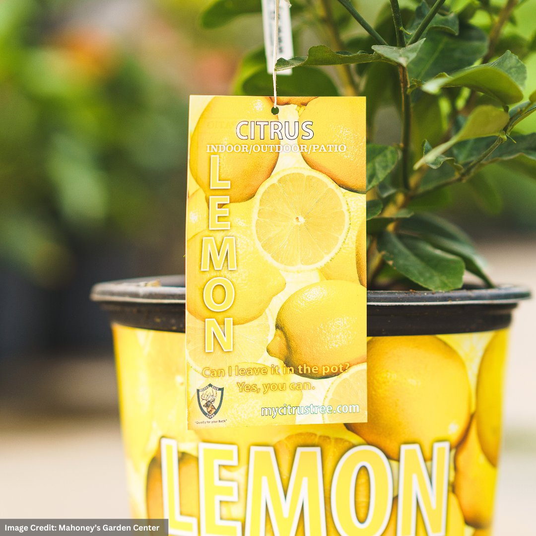 Lemon Tree – Ponderosa – #3 Container
